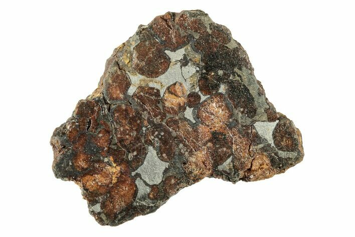 Polished Sericho Pallasite Meteorite ( g) - Kenya #243356